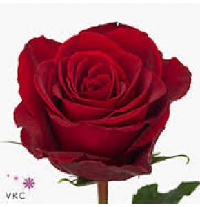 ΤΡΙΑΝΤΑΦΥΛΛΑ ΚΟΚΚΙΝΑ 60εκ.  ROSEN MADAM RED